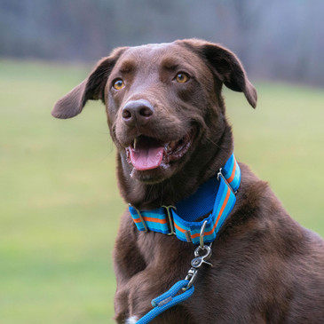 Chocolate lab with 1.5" striped webbing martingale collar, no buckle